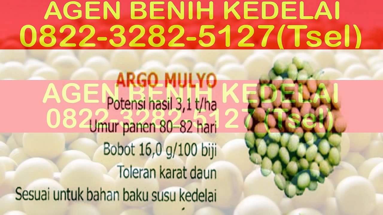 0822-3282-5127 (Tsel), Jual Benih Kacang Kedelai