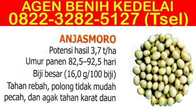 0822-3282-5127 (Tsel), Beli Bibit Kacang Kedelai