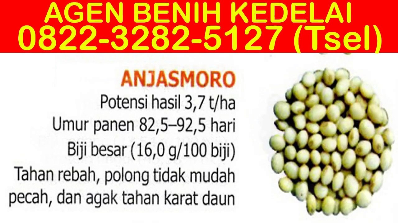 0822-3282-5127 (Tsel), Beli Bibit Kacang Kedelai
