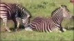 Wild Zebra Killing Baby Zebra as Mother Zebra Fights For Her Baby's Life !!! MUST WATCH !!!