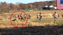 Deer takes out cross-country runner during collegiate race