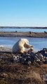 Un ours polaire fait un gros câlin à un husky