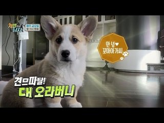 웰시코기 대중소 꽈당캠 (부제: 완벽한 그에게 부족한 한가지)