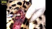 Wild animals fight to death   CRAZIEST Animal Fights Caught   Python , Leopard , Porcupine #9
