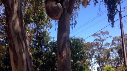 Un Koala est viré de l'arbre et il crit