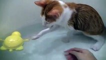 Il Gatto Fa Uno Scivolone Nella Vasca: Ecco Come Reagisce Al Contatto Con L'acqua