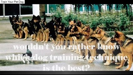 Free Aggressive Dog Training Tip
