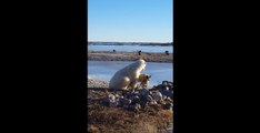 Le moment incroyable quand un ours polaire caresse un chien au Canada