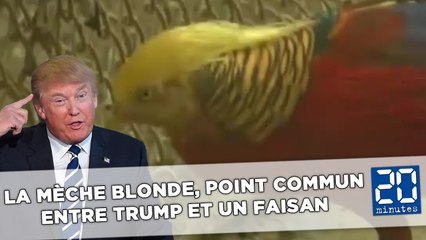 Dites, ce faisan ne vous ferait pas penser à Donald Trump?