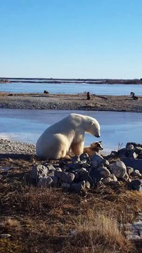 Un ours polaire caresse un chien
