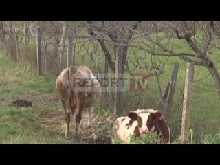 Report TV - Dermatoza nodulare prek edhe Lezhën, 10 gjedhë të ngordhur