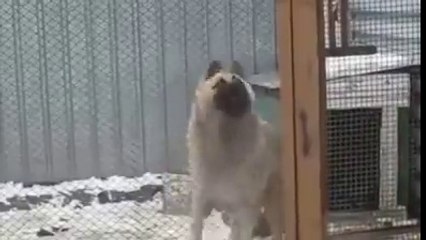 Bonsai içen köpek kopuyor