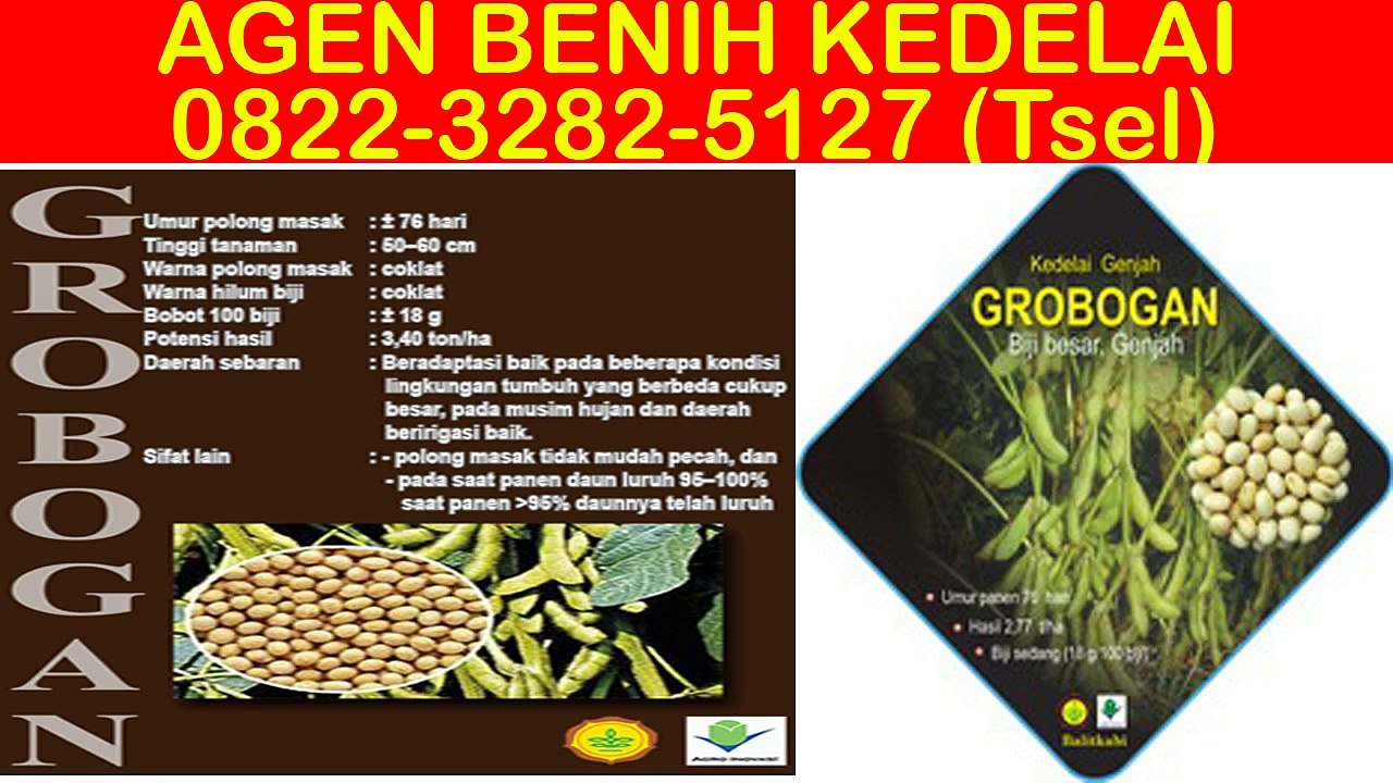 0822-3282-5127 (Tsel), Beli Benih Kedelai Varietas Grobogan