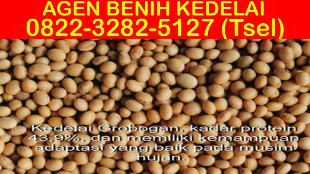 0822-3282-5127 (Tsel), Stokis Benih Kedelai