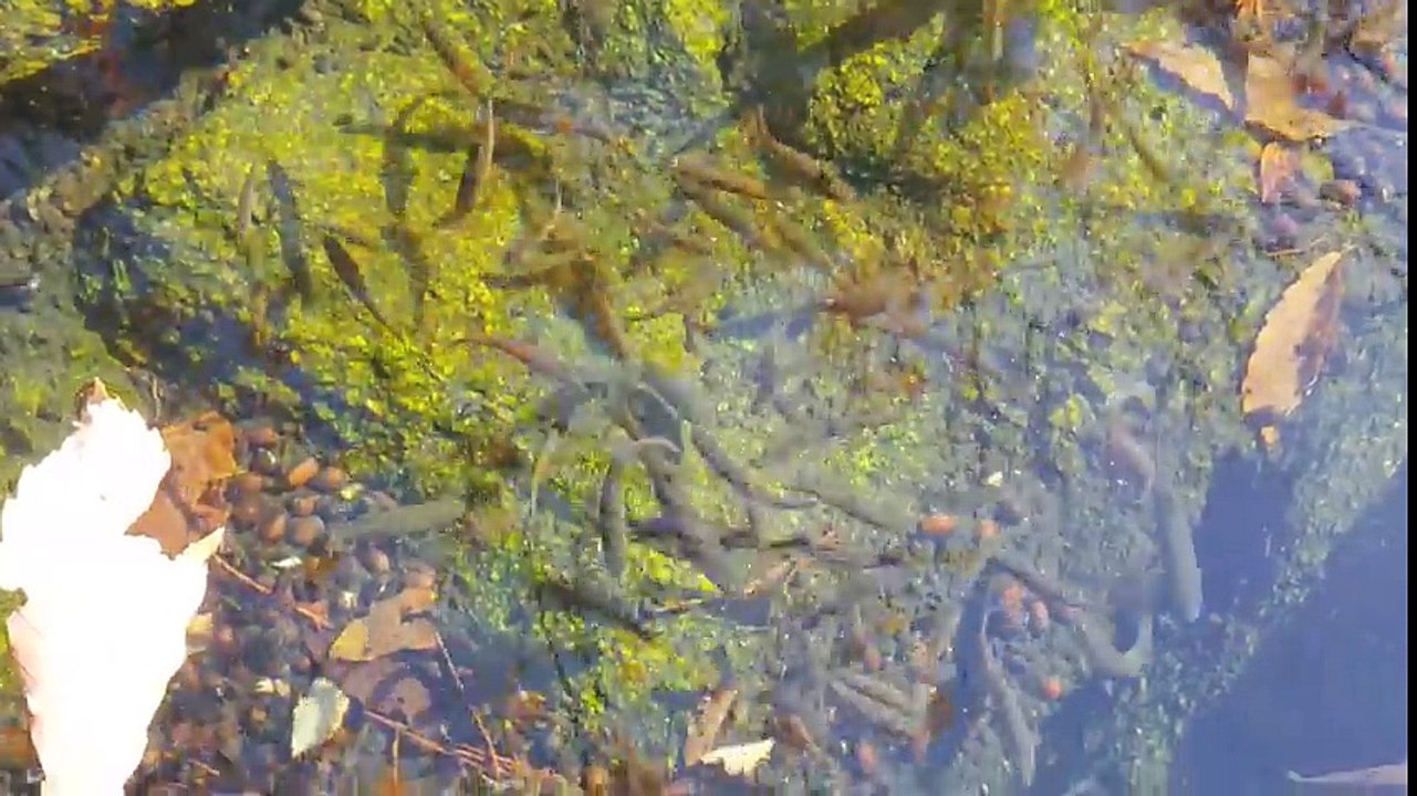 汚染された水は、死んで1給水のみ住む唯一の一種の魚を知ってい -