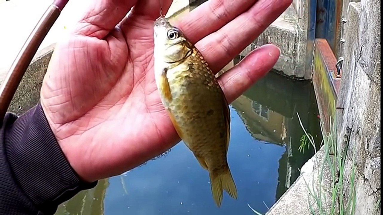 このような場所でも釣りを何出てくるか - ＃どの釣りがしたかったらHD