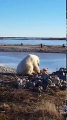 Trop mignon : quand un ours polaire caresse un chien