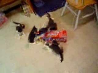 Chatons Vs Carton