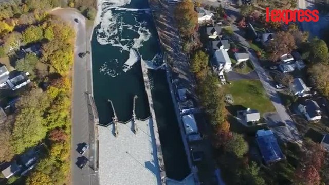 À New York, un canal recouvert par des milliers de poissons morts