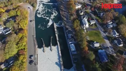 À New York, un canal recouvert par des milliers de poissons morts