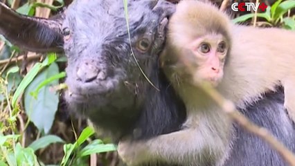 Une chèvre et un petit singe deviennent amis