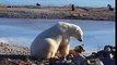 L'étonnante rencontre entre un ours polaire et un chien de traîneau