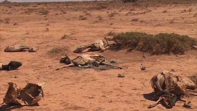 الجفاف يضرب مناطق واسعة في الصومال