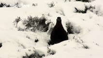 Grouse in snow foraging for food in Scotland