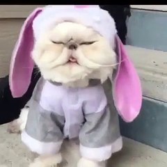 Ce chat tente lui aussi un Mannequin Challenge