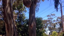 Ce koala se fait virer de son arbre et fini en pleurs! Ahaha