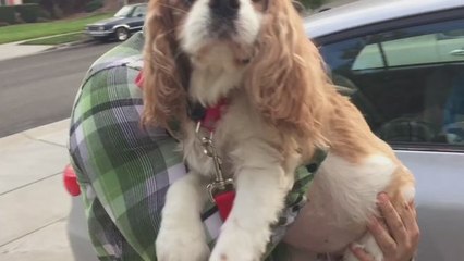 For Your Best Friend's Last Day Buy Him Burgers and Milkshakes