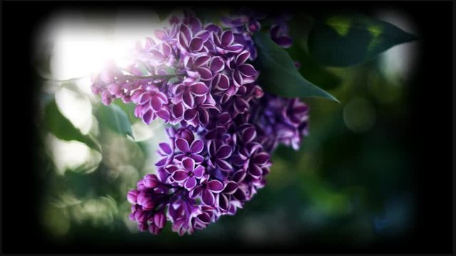 Splet narodnih pesama (25)