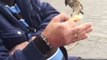 Guy hand-feeds wild sparrows at park