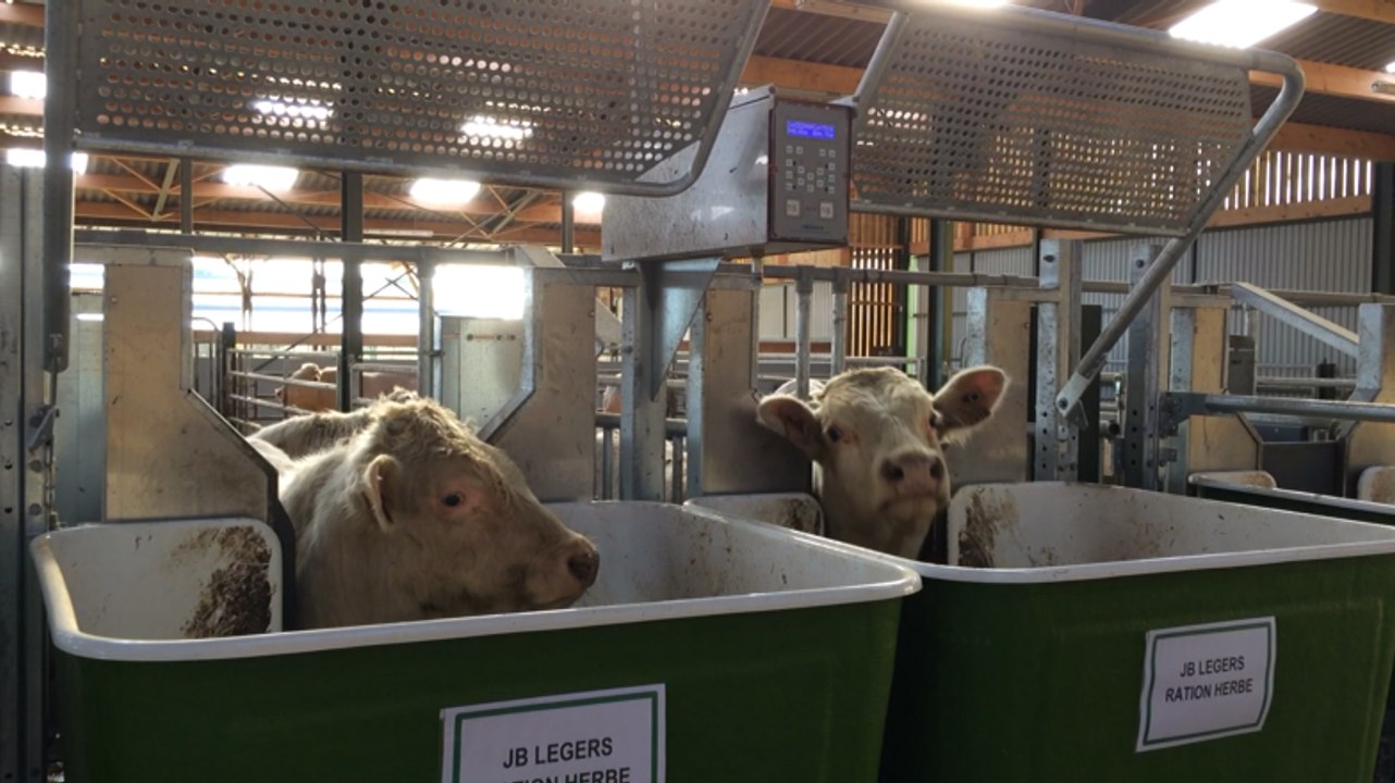 Quand la mangeoire pèse ce que le bovin mange