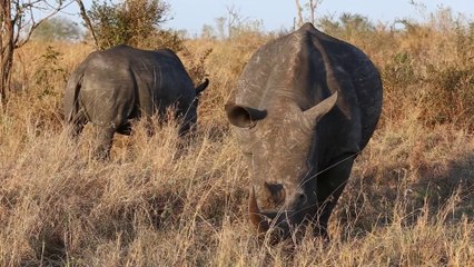 5 Safari Camps to Visit in South Africa