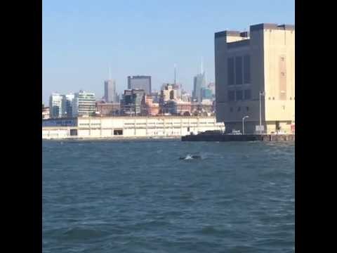 Whale Spotted in the Hudson River