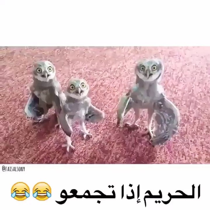 funny video with bird singing