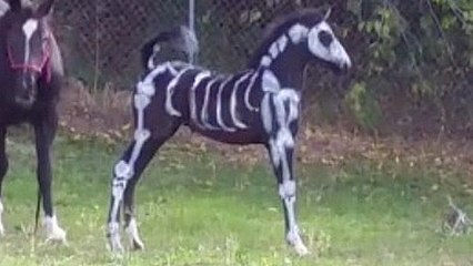 Horse Gets Dressed Up For Halloween, Owner Joins RTM