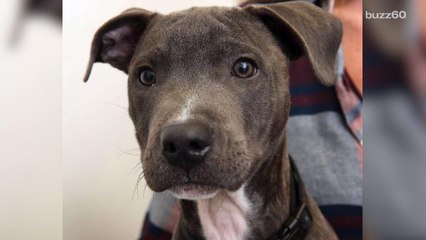 This Puppy Can't Stop Eating Socks
