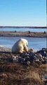 Mira a un  oso polar acariciar a un perro