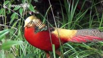 'Donald Trump's lookalike' bird becomes online sensation in China