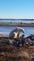 Petite scène insolite entre un ours polaire et un chien au Canada