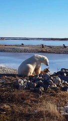 Petite scène insolite entre un ours polaire et un chien au Canada