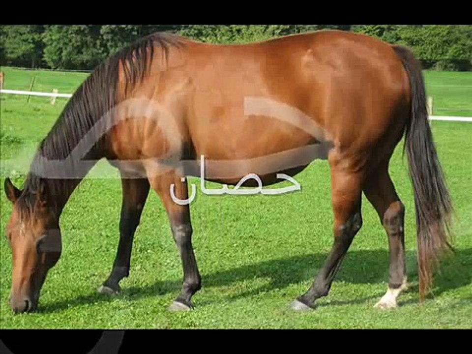 Apprendre les noms des animaux en Arabe pour enfants 1ere partie