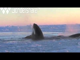 Épaulards piégés dans les glaces au Nunavik (source du vidéo TheKayuk)