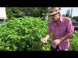 Potager de Michel Beauchamp et Josée Landry - Juillet 2012