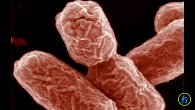 Scientists reduce time to detect E. coli