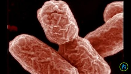 Scientists reduce time to detect E. coli