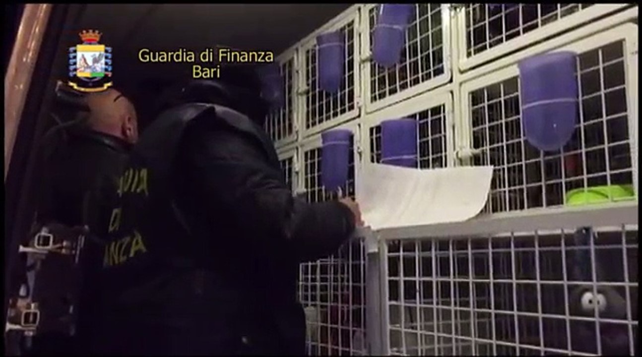 Trani: sequestrati 32 cuccioli di cane, troppo giovani per viaggiare