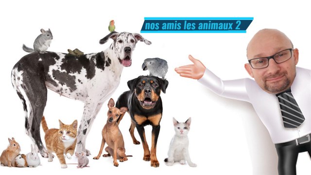 nos amis les animaux , une incroyable démonstration d'amour (2) ★ vidéo google ★
